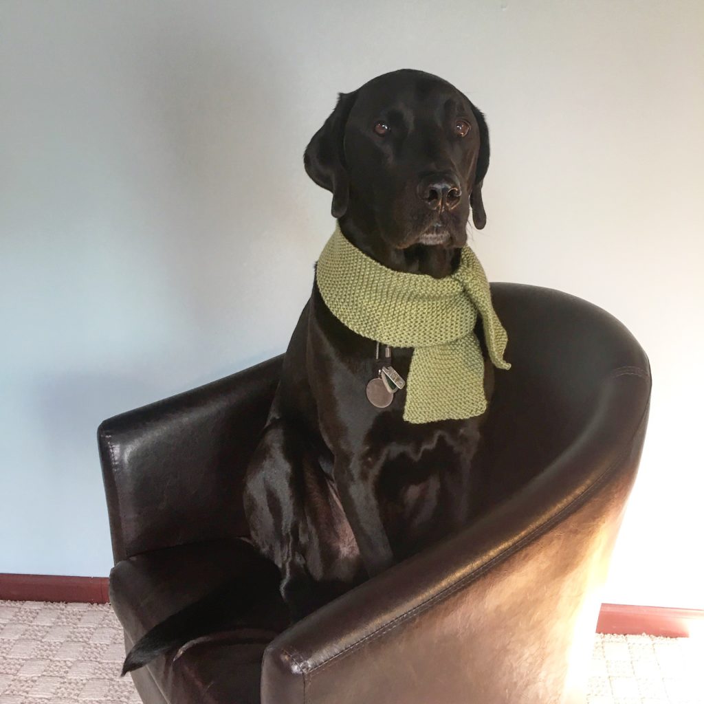 The refined Puppy loves his scarf