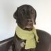 The Puppy Scarf - From Knitting in the Park