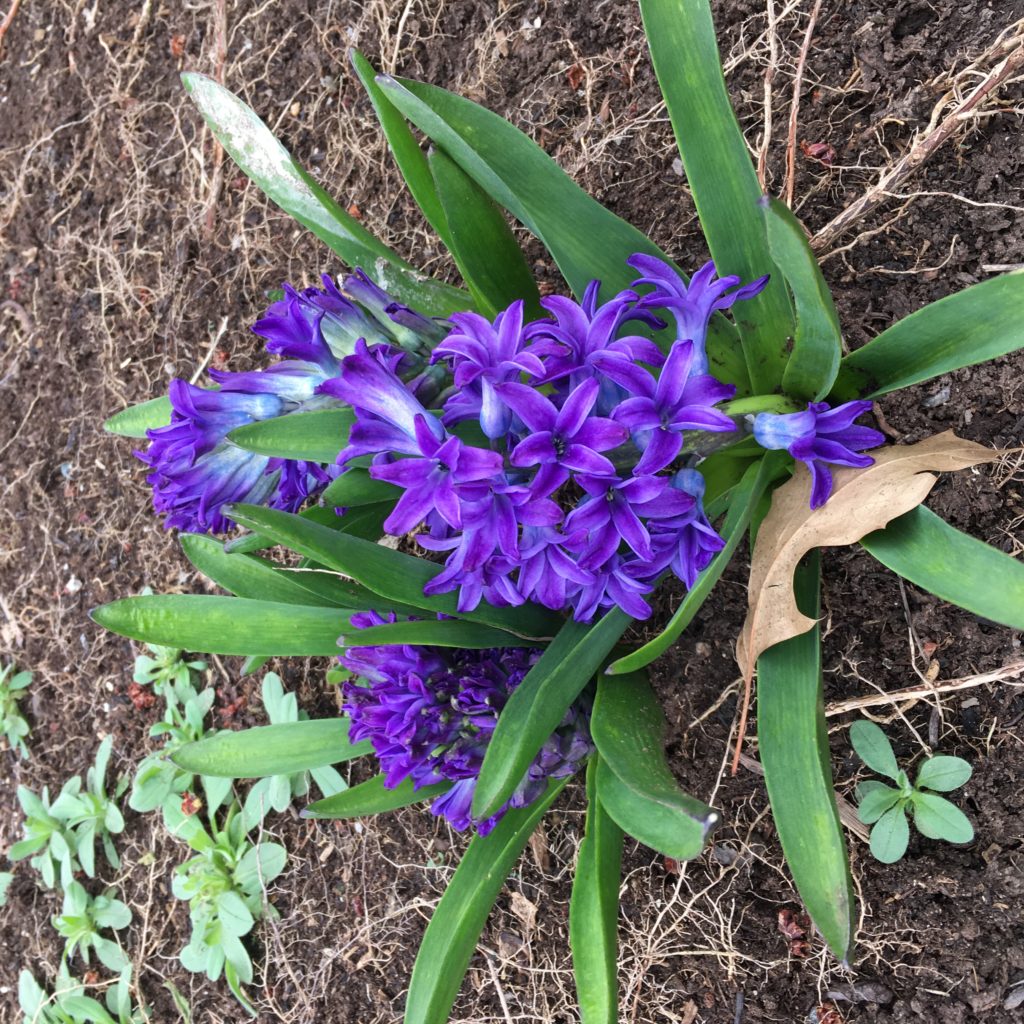 Flowers bloomed the day of the wedding