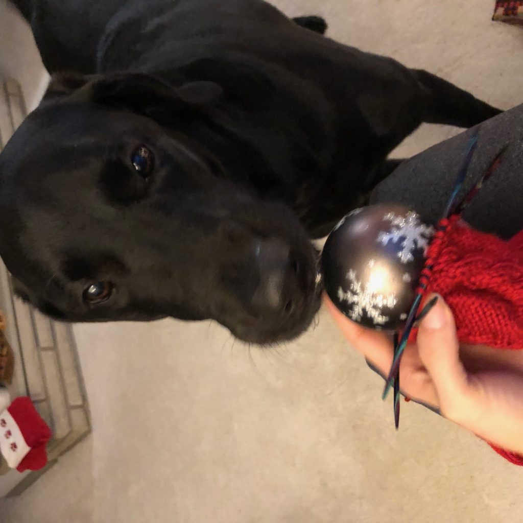 Murphy inspects the ornament before donning the christmas sweater