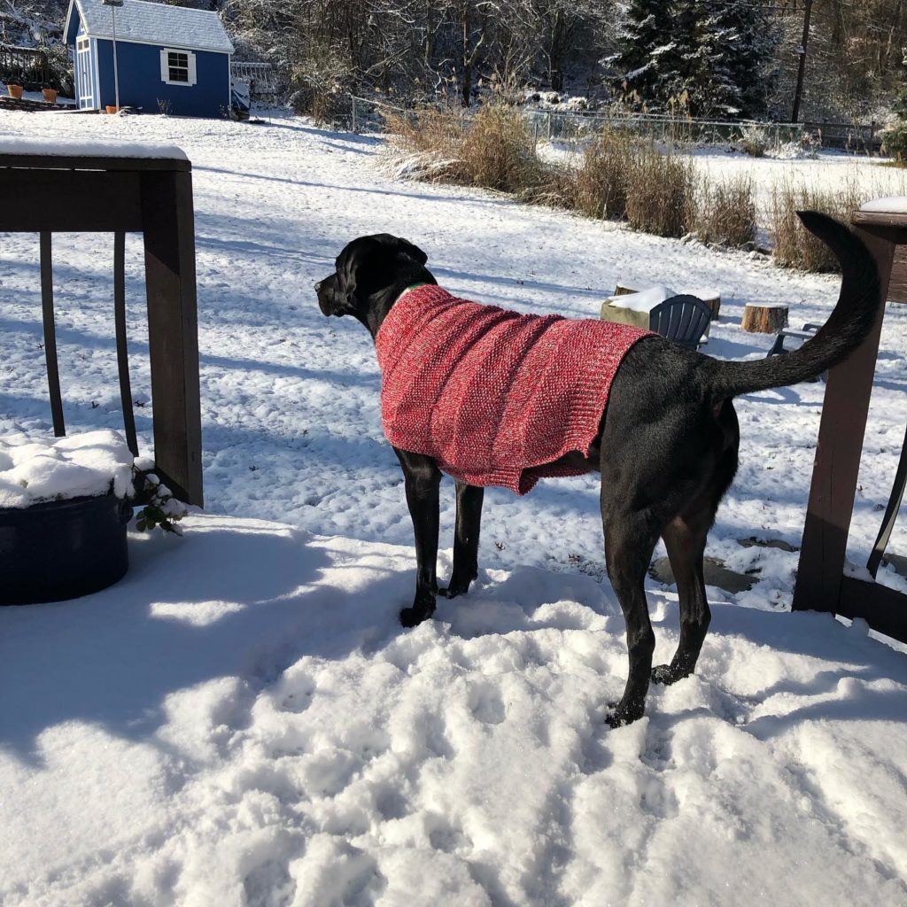 knitting pattern for large breed dog sweater