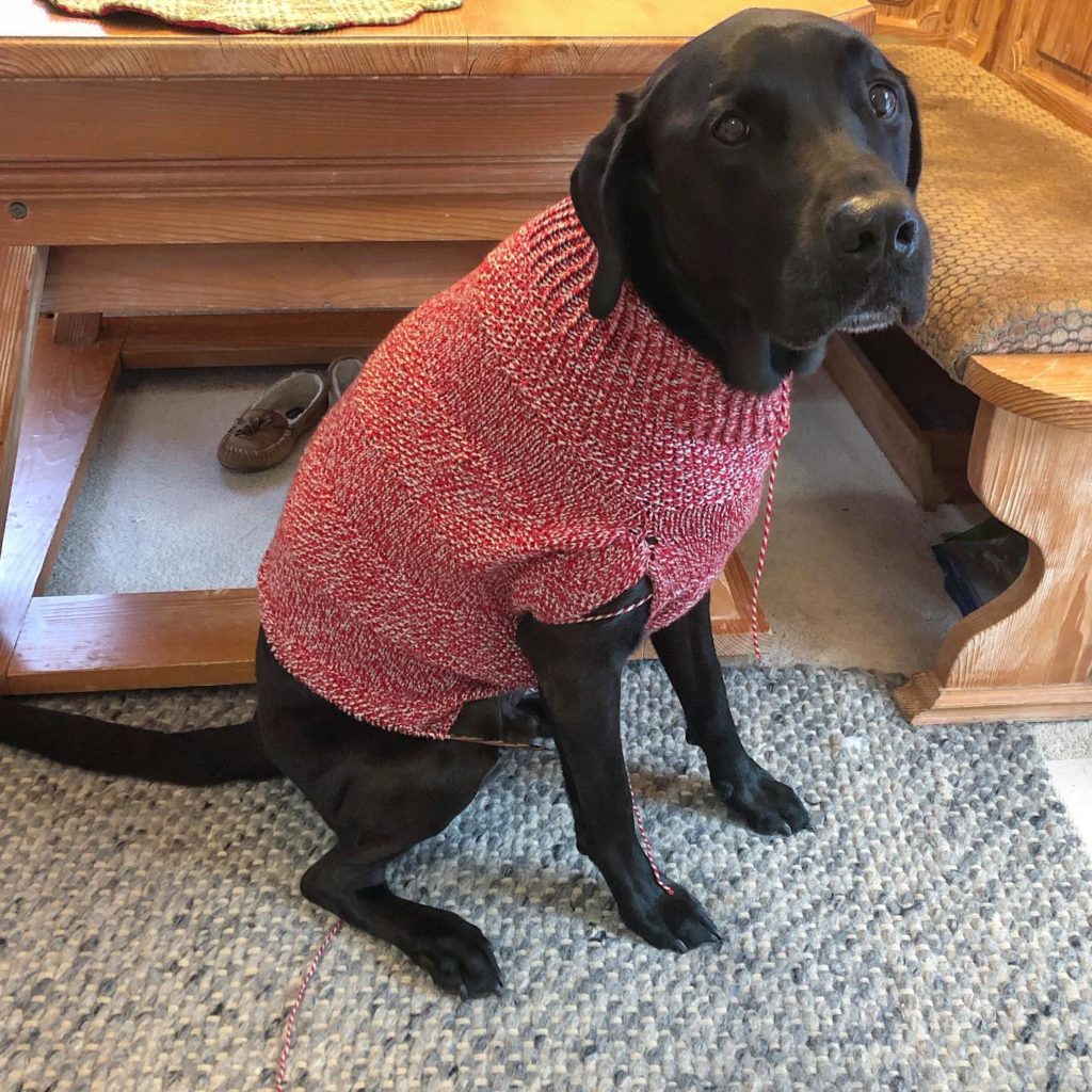 knitting pattern for large breed dog Seed Stitch sweater